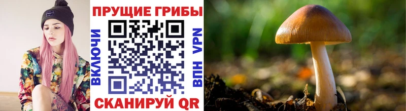 Галлюциногенные грибы Psilocybine cubensis  Купить закладки  Светлоград 